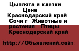 Цыплята и клетки  › Цена ­ 100 - Краснодарский край, Сочи г. Животные и растения » Птицы   . Краснодарский край